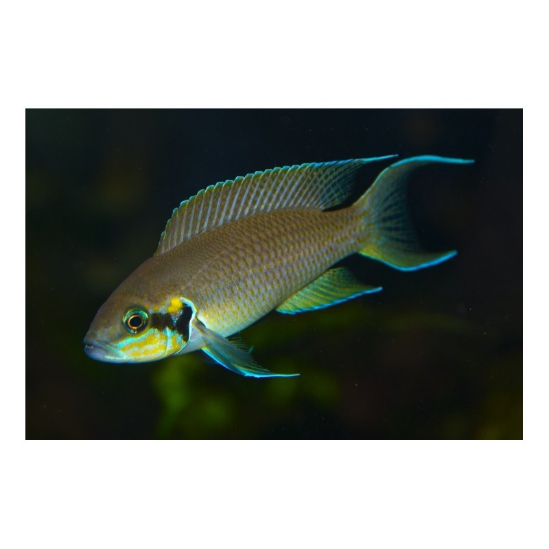 Lamprologus brichardi - 3 - 4 cm