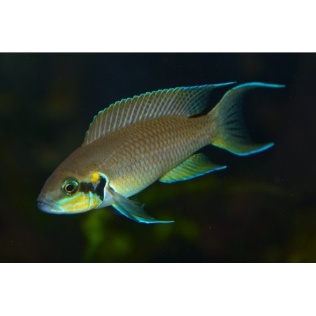 Lamprologus brichardi - 3 - 4 cm