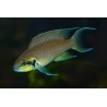 Lamprologus brichardi - 3 - 4 cm