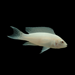 Lamprologus brichardi albin - 3.5 - 4 cm