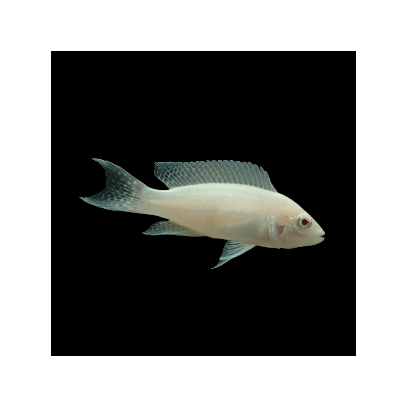 Lamprologus brichardi albin - 3.5 - 4 cm