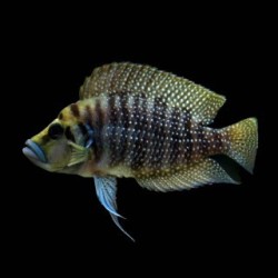 Lamprologus calvus - 3.5 - 4.5 cm