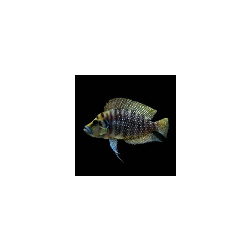 Lamprologus calvus - 3.5 - 4.5 cm