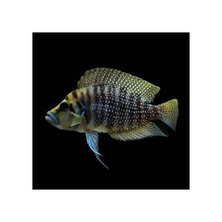 Lamprologus calvus - 3.5 - 4.5 cm