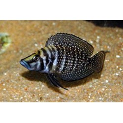 Lamprologus calvus zaire black fin - 3 - 4 cm