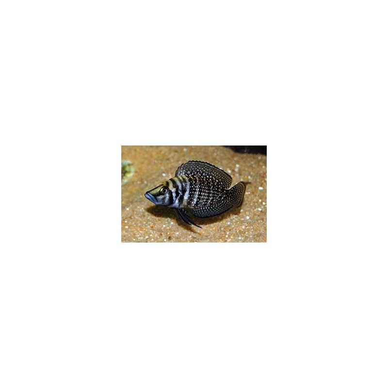 Lamprologus calvus zaire black fin - 3 - 4 cm