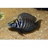 Lamprologus calvus zaire black fin - 3 - 4 cm