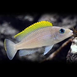 Lamprologus caudopunkt. orange - 4 - 5 cm