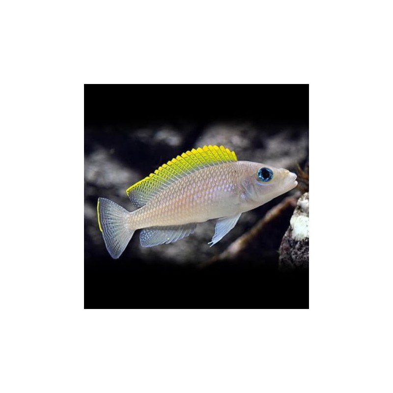 Lamprologus caudopunkt. orange - 4 - 5 cm