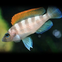 Lamprologus caudopunktatus r. f. - 3 - 4 cm