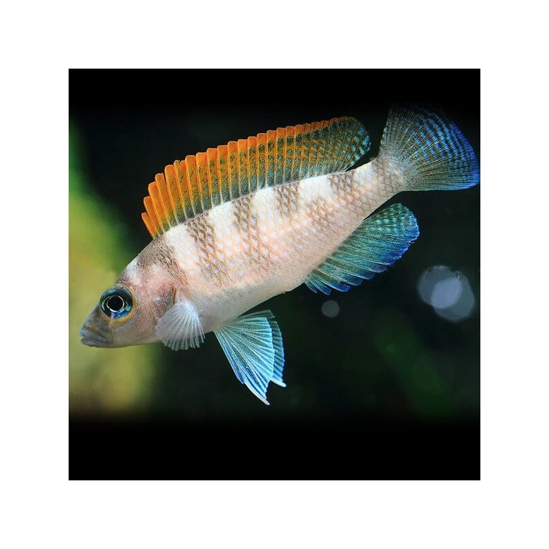 Lamprologus caudopunktatus r. f. - 3 - 4 cm