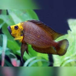 Lamprologus compressiceps goldhead - 3 - 4 cm