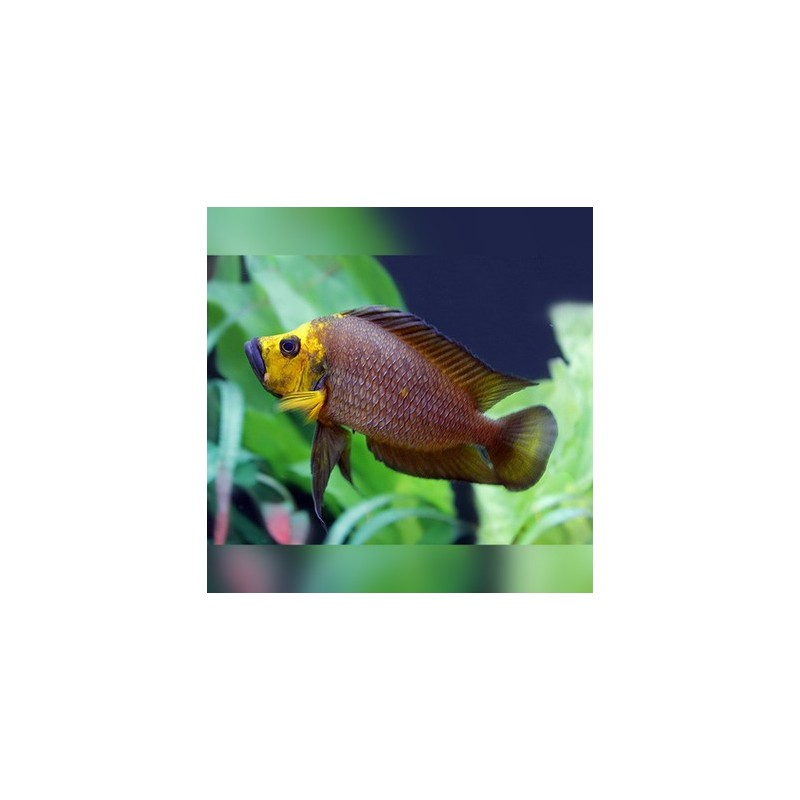 Lamprologus compressiceps goldhead - 3 - 4 cm