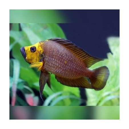 Lamprologus compressiceps goldhead - 3 - 4 cm