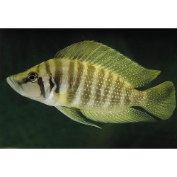 Lamprologus compressiceps kigoma - 4 - 5 cm