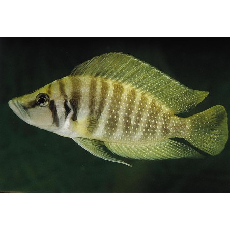 Lamprologus compressiceps kigoma - 4 - 5 cm