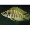 Lamprologus compressiceps kigoma - 4 - 5 cm