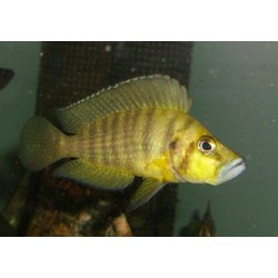 Lamprologus compressiceps mutondwe - 3 - 4 cm