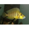 Lamprologus compressiceps mutondwe - 3 - 4 cm