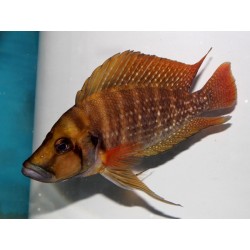 Lamprologus compressiceps tanzania red fin - 3 - 4 cm