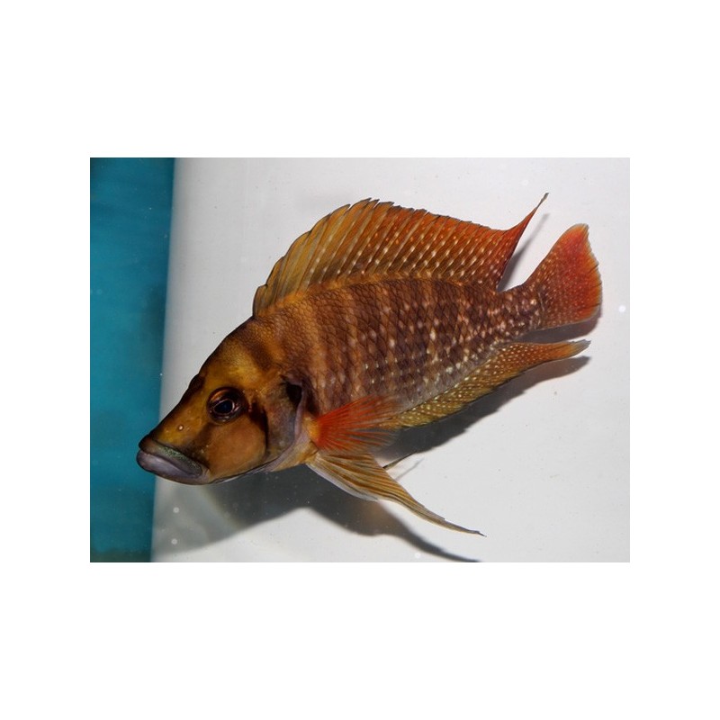 Lamprologus compressiceps tanzania red fin - 3 - 4 cm