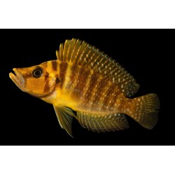 Lamprologus compressiceps yellow chaitika - 4 - 5 cm