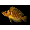 Lamprologus compressiceps yellow chaitika - 4 - 5 cm