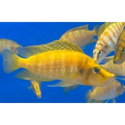 Lamprologus compressiceps mandarin titcha - 3.5 - 4 cm