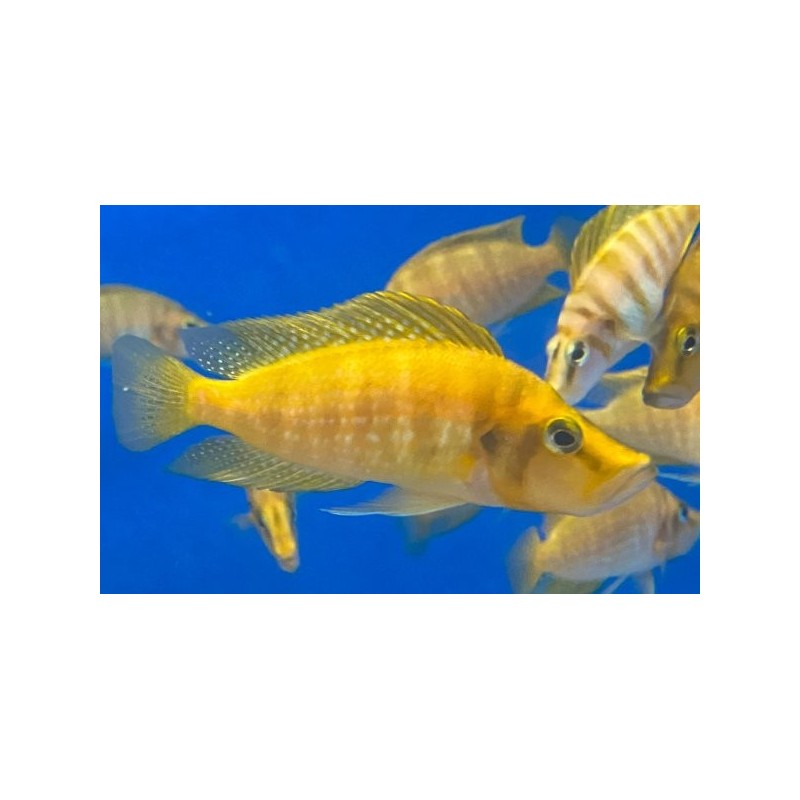 Lamprologus compressiceps mandarin titcha - 3.5 - 4 cm