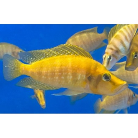 Lamprologus compressiceps mandarin titcha - 3.5 - 4 cm