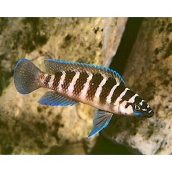 Lamprologus cylindricus - S