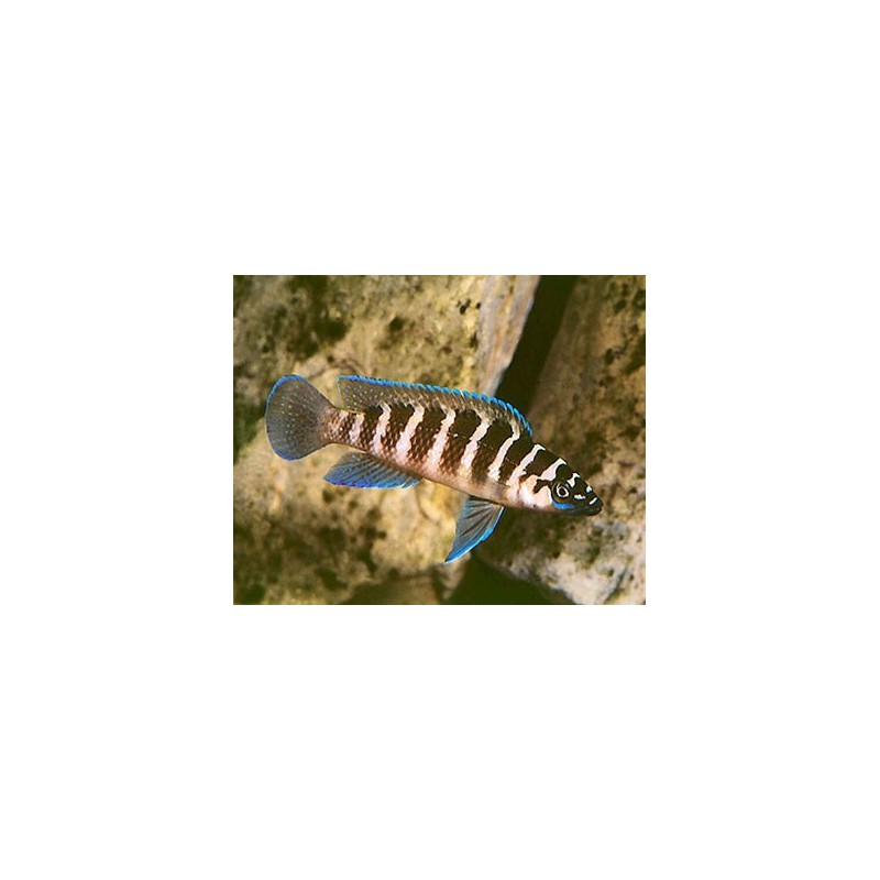 Lamprologus cylindricus - S
