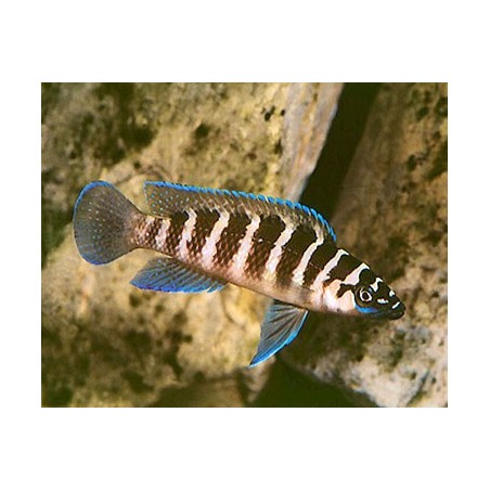 Lamprologus cylindricus - S