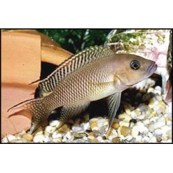 Lamprologus falcicula - 3.5 - 4 cm