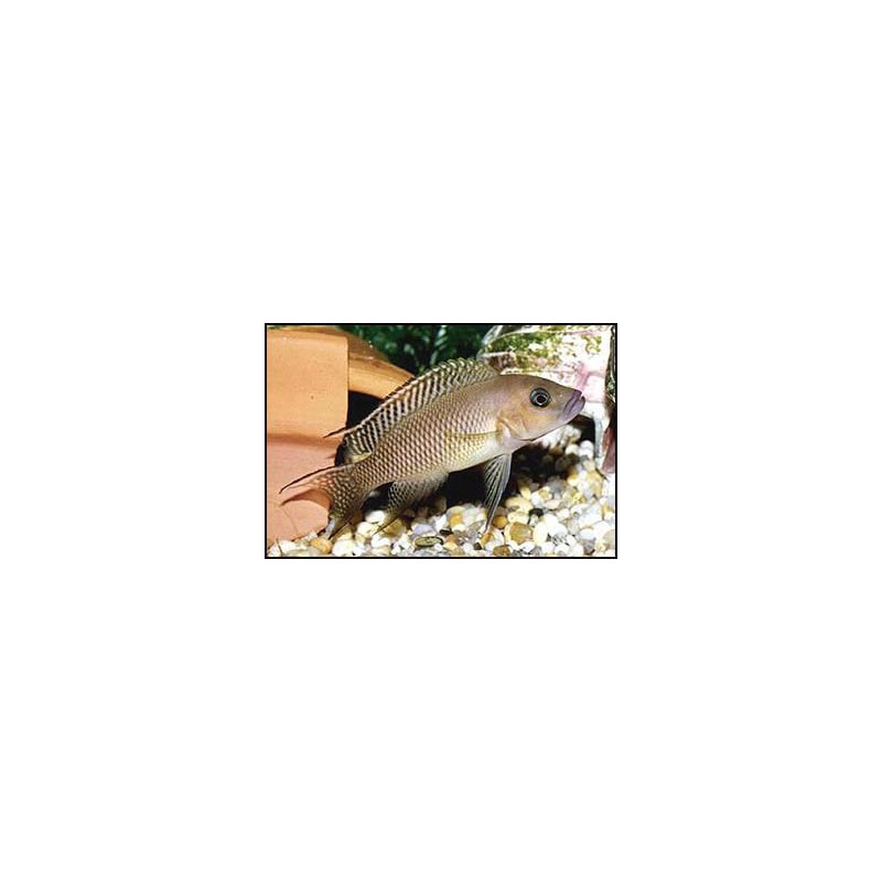 Lamprologus falcicula - 3.5 - 4 cm