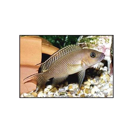 Lamprologus falcicula - 3.5 - 4 cm