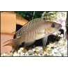Lamprologus falcicula - 3.5 - 4 cm