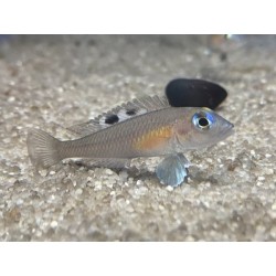 Lamprologus kungweensis - 2 - 3 cm