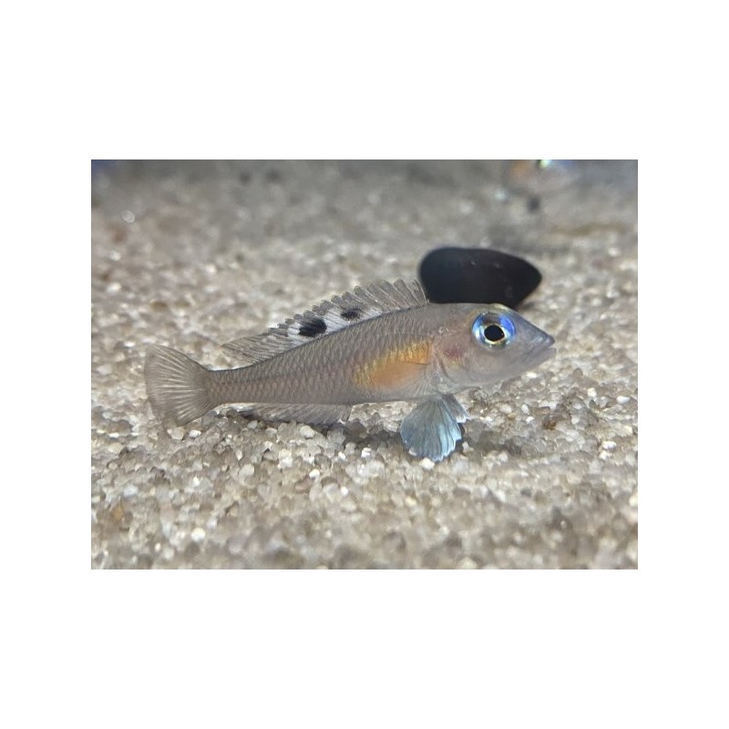 Lamprologus kungweensis - 2 - 3 cm