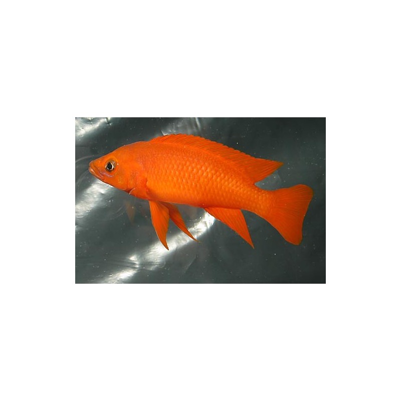 Lamprologus leleupi orange - S