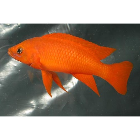 Lamprologus leleupi orange - S