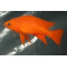 Lamprologus leleupi orange - S