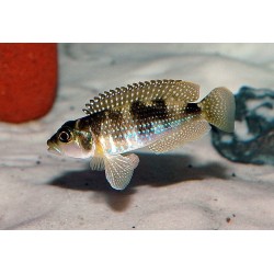Lamprologus meleagris - 3 - 4 cm