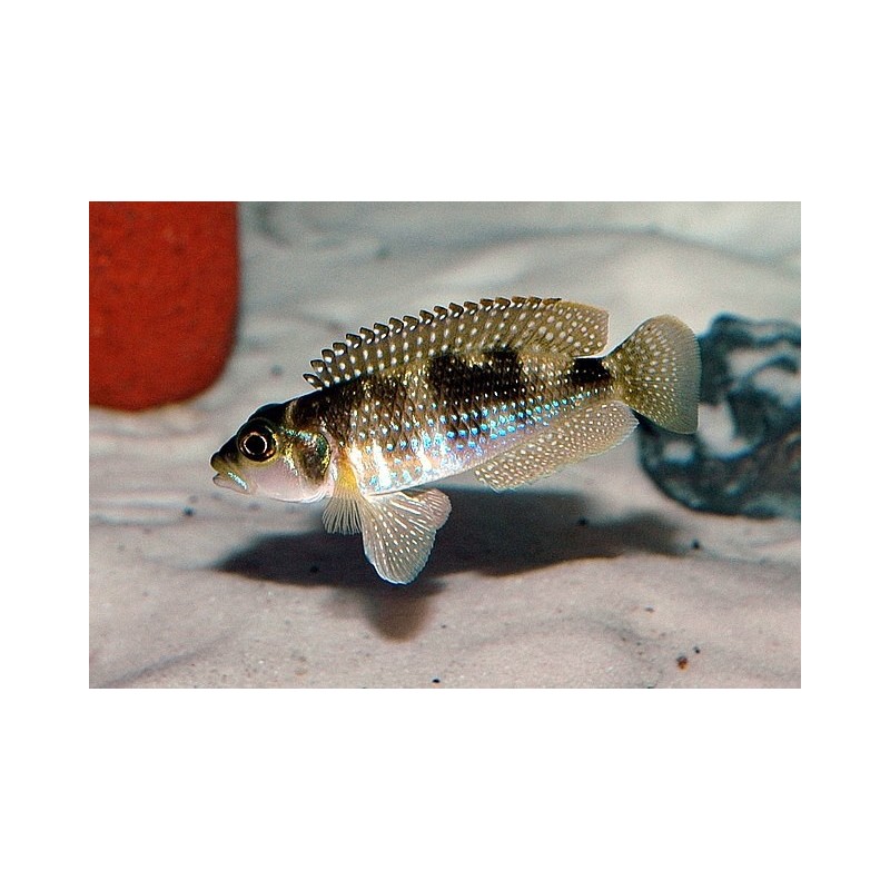Lamprologus meleagris - 3 - 4 cm