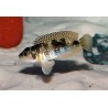 Lamprologus meleagris - 3 - 4 cm