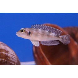 Lamprologus moorii - 4 - 5 cm