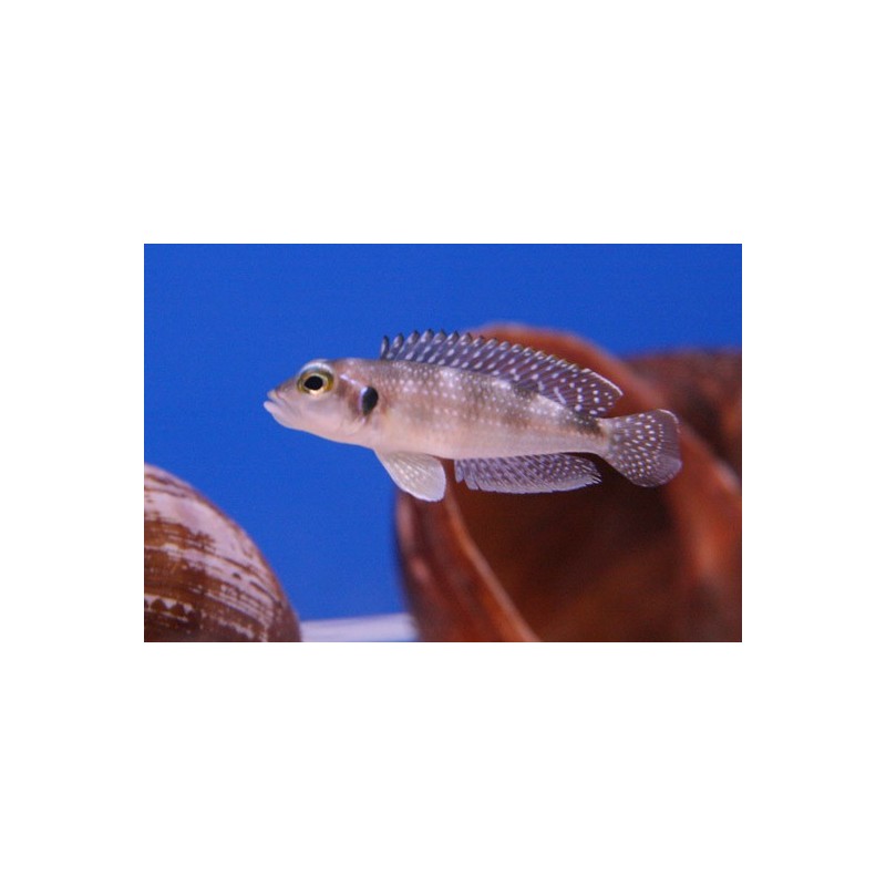 Lamprologus moorii - 4 - 5 cm