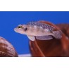Lamprologus moorii - 4 - 5 cm