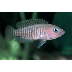 Lamprologus multifasciatus - 2 - 3 cm