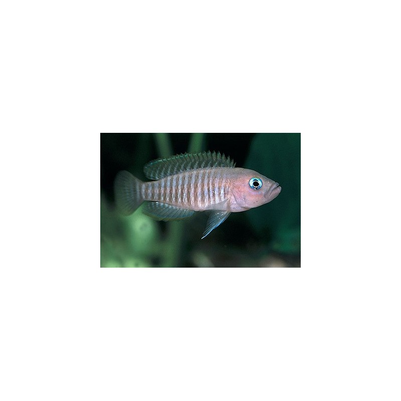 Lamprologus multifasciatus - 2 - 3 cm